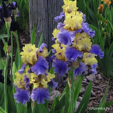 Ирис бородатый Эдит Волфорд