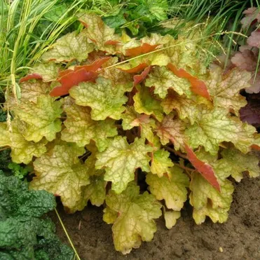 Гейхера Джинжер Эль