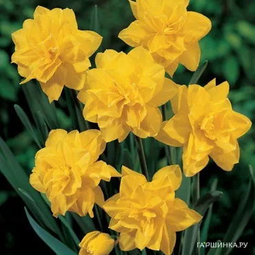 Нарцисс Голден Дукат махровый 5шт
