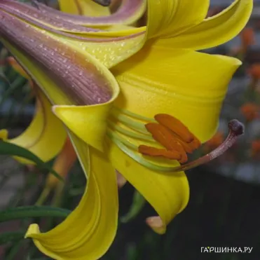 Лилия Голден Сплендор трубчатая желтая
