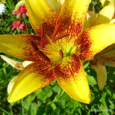 Лилия Голден Стоун азиатская /2шт