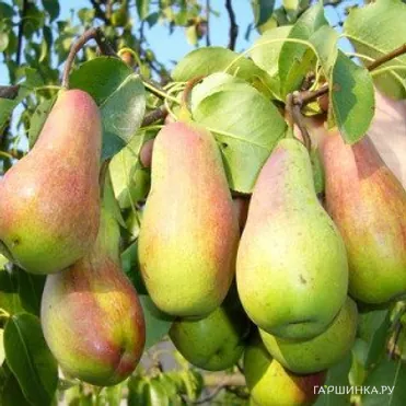 Груша Красавица Черненко (Русская красавица)