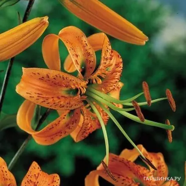 Лилия Генри видовая