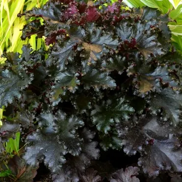 Гейхера Блэк Таффета