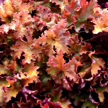 Гейхера Зиппер