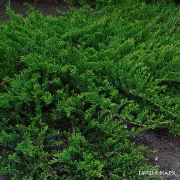 Можжевельник Принц Уэльский (Принс оф Уэльс) горизонтальный
