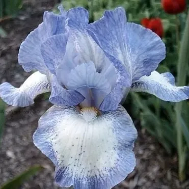 Ирис бородатый Фротингслош