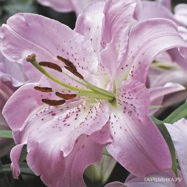 Лилия Жозефина восточная