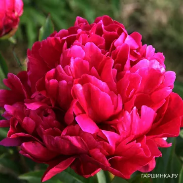 Пион Карл Розенфилд