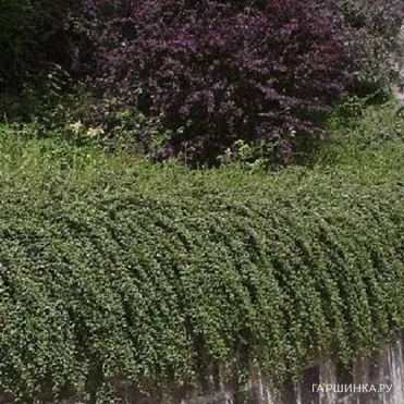 Кизильник Даммера Скогхолм