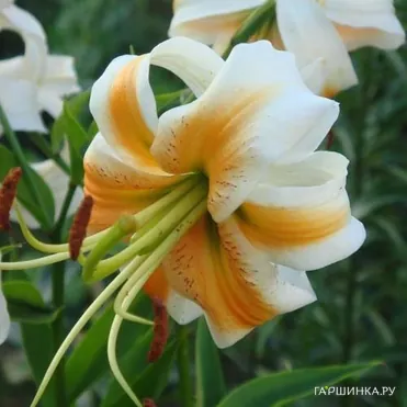 Лилия Леди Элис тигровая