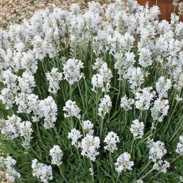 Лаванда Арктик Сноу