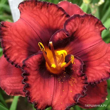 Лилейник Беррилишис