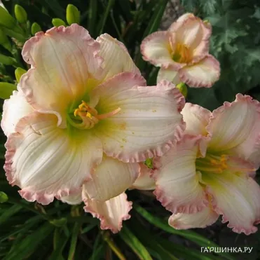 Лилейник Фростид Винтаж Раффлз