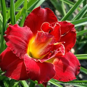 Лилейник Хайленд Лорд