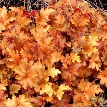 Гейхера Амбер Вэйвс