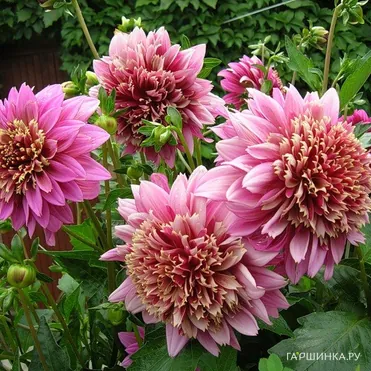 Георгина Мамбо анемоновидная