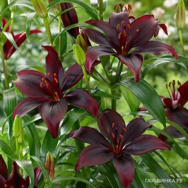 Лилия Мапира азиатская /2шт