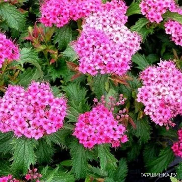 Спирея Криспа