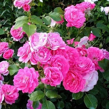 Роза Морден Сентенниал канадская парковая (лиц)