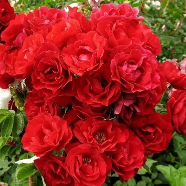 Роза Хоуп фо Хьюманити канадская парковая (лиц)