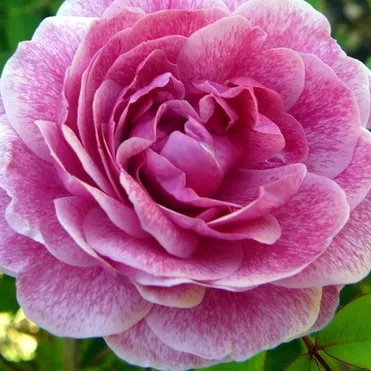 Роза Морден Руби канадская парковая (лиц)