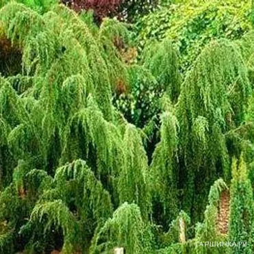 Можжевельник обыкновенный Horstmann