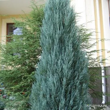 Можжевельник скальный Блю Арроу