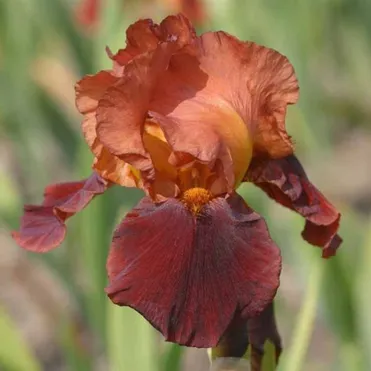 Ирис бородатый Натчез Трэйс