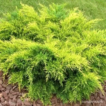 Можжевельник средний Олд Голд