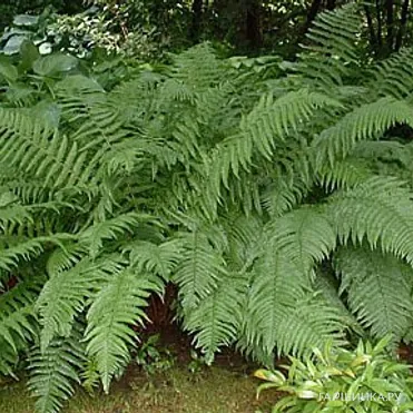 Папоротник щитовник мужской