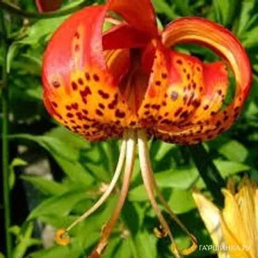 Лилия Парадалинум видовая/ 2 шт