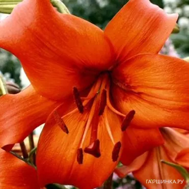 Лилия Перл Каролина /2 шт