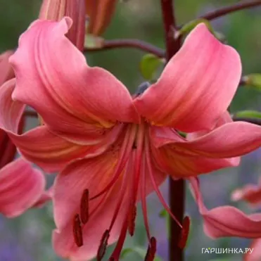 Лилия Перл Джессика /2шт