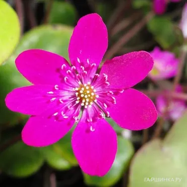 Печеночница японская Ред Форест