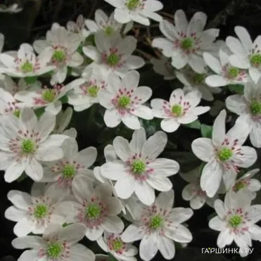 Печеночница японская Вайт Форест