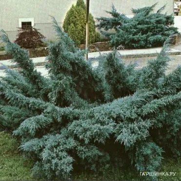 Можжевельник средний Пфитцериана Глаука голубой