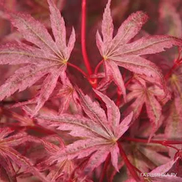 Клен Феникс