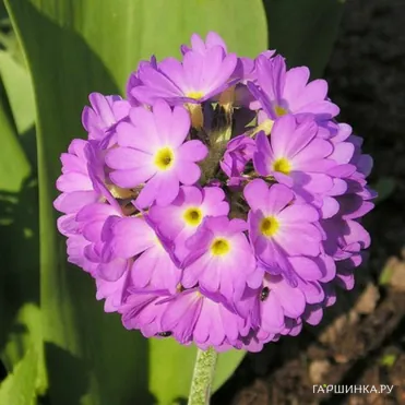 Примула мелкозубчатая Пинк