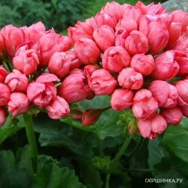 Пеларгония тюльпановидная Ред Пандора