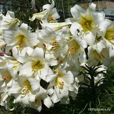 Лилия Регал Альбум трубчатая