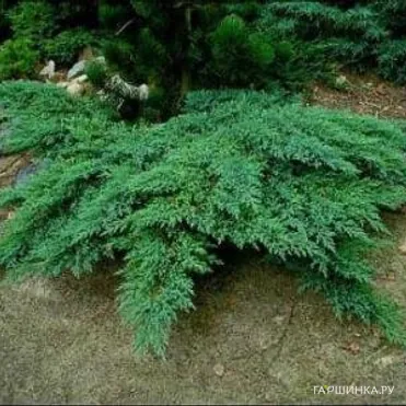 Можжевельник казацкий Рокери Гем