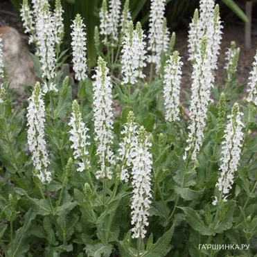 Шалфей (сальвия) дубравный Шнеехугель