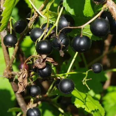 Смородина Детскосельская черная