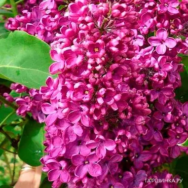 Сирень Сара Сэндс