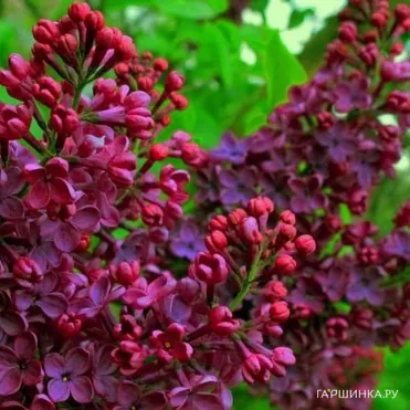 Сирень Знамя Ленина