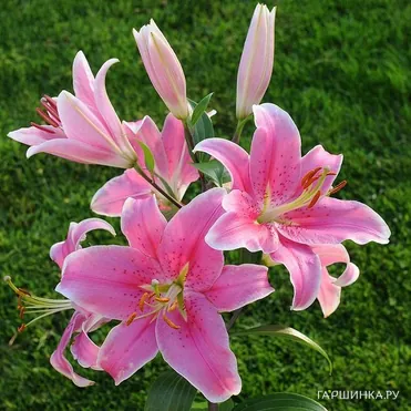 Лилия Сорбон восточная