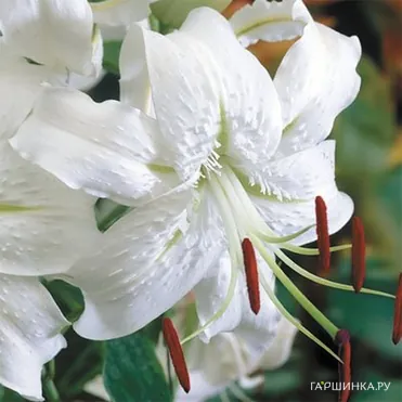 Лилия Альбум видовая/ 2 шт