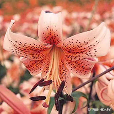 Лилия Тайгер Бейбиз тигровая /2 шт