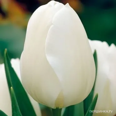 Тюльпан Антартика Триумф 5 шт